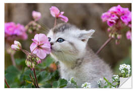 Naklejka na ścianę Kitten between flowers