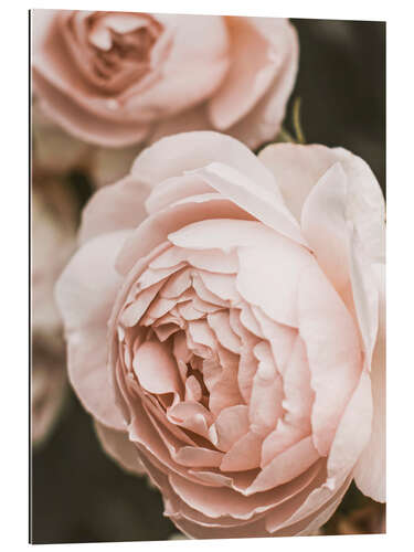 Gallery Print Pastellrose