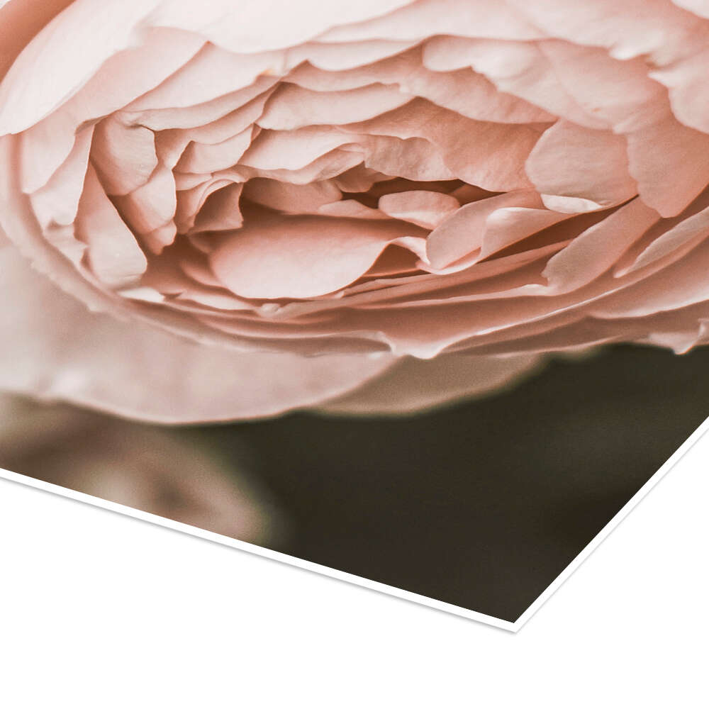 Blush Rose print by Sisi And Seb | Posterlounge