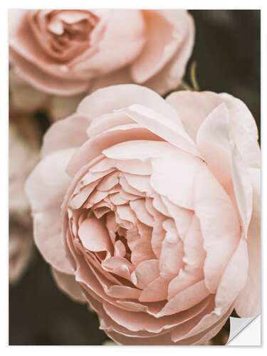 Muursticker Blush Rose