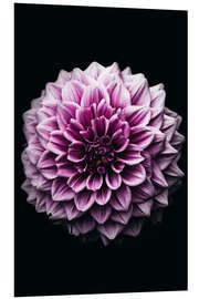 Foam board print Dahlia