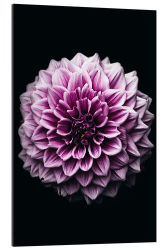 Gallery print Dahlia