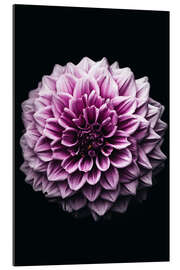 Gallery print Dahlia