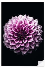 Wandsticker Dahlia