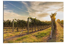 Aluminiumsbilde Harvest time on the vineyard