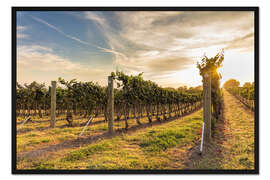 Gerahmter Kunstdruck Erntezeit auf dem Weinberg