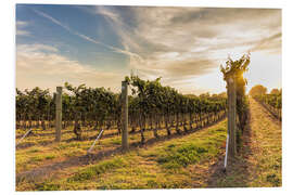 Foam board print Harvest time on the vineyard