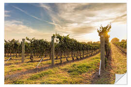 Selvklæbende plakat Harvest time on the vineyard