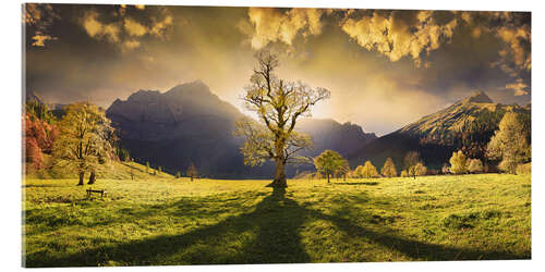 Akrylbilde Maple tree at sunset