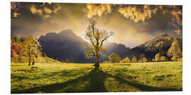 Foam board print Maple tree at sunset