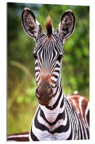 Galleriprint Young zebra