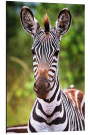 Magnettafel Junges Zebra