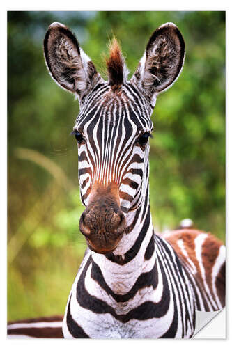 Wandsticker Junges Zebra