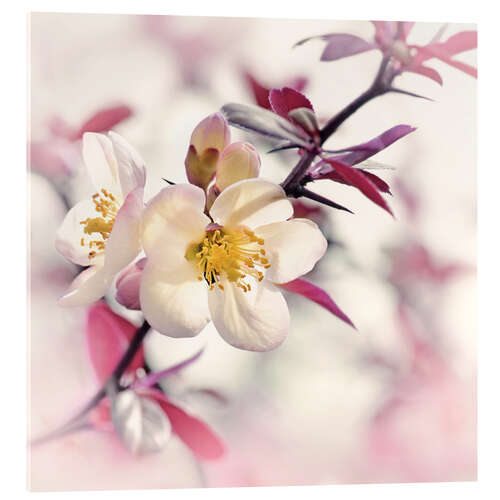 Acrylic print Japanese ornamental quince, white