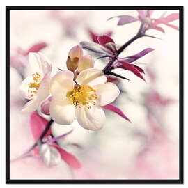 Gerahmter Kunstdruck Japanische Zierquitte, weiß