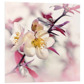 Foam board print Japanese ornamental quince, white