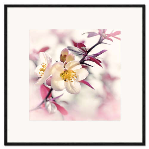 Framed art print Japanese ornamental quince, white