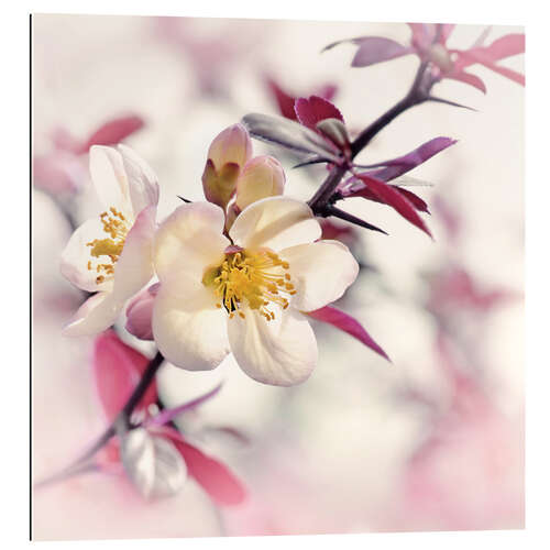 Galleriprint Japanese ornamental quince, white