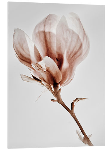 Acrylic print Blooming magnolia