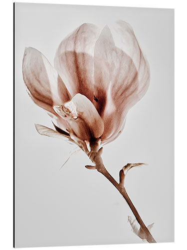 Aluminium print Blooming magnolia