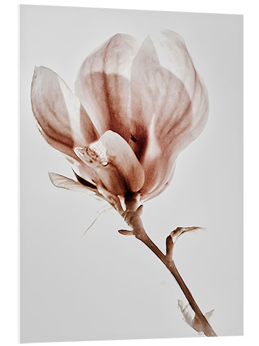 Tableau en PVC Magnolia fleuri