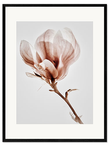 Impression artistique encadrée Magnolia fleuri