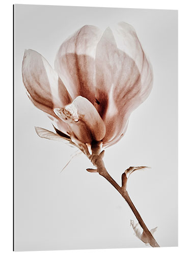 Gallery Print Blühende Magnolie