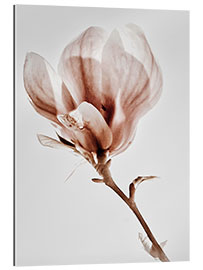 Gallery print Kwitnąca magnolia