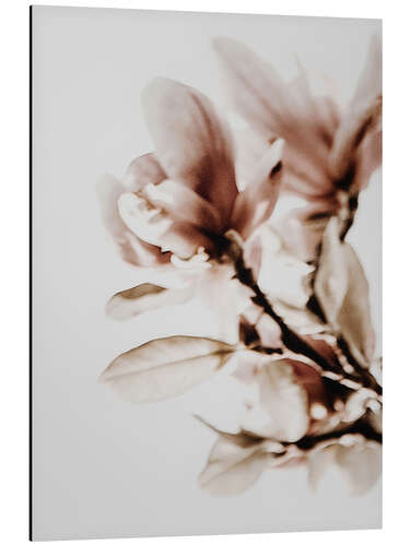 Aluminium print Flowering magnolias