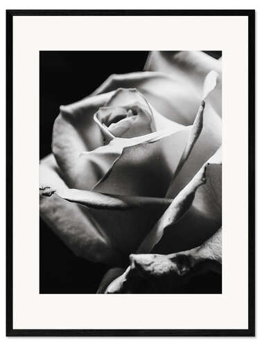 Impresión de arte enmarcada Rosa negra