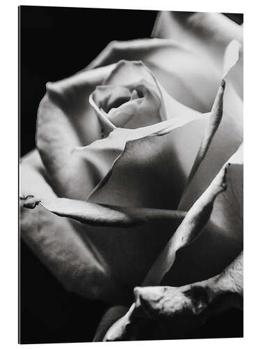 Gallery print Black rose