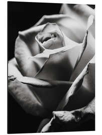 Magnettafel Schwarze Rose