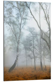 Aluminium print Birch trunks in the fog