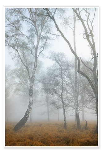 Poster Troncs de bouleaux dans le brouillard