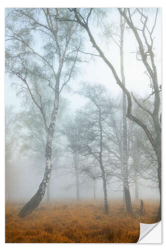 Selvklæbende plakat Birch trunks in the fog