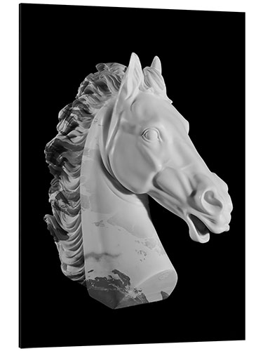 Aluminium print Horse bust II