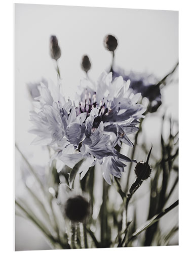 PVC print Cornflower II