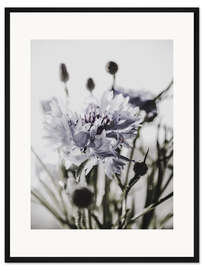 Gerahmter Kunstdruck Kornblume II