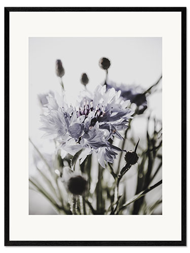 Gerahmter Kunstdruck Kornblume II