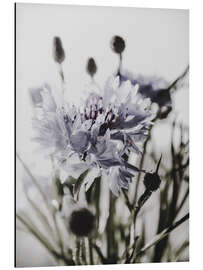 Magnettafel Kornblume II