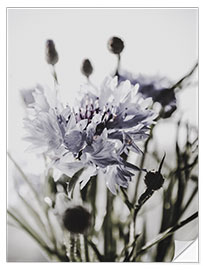 Muursticker Cornflower II