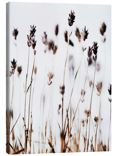 Canvas print Lavender