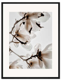 Gerahmter Kunstdruck Weiße Magnolie II