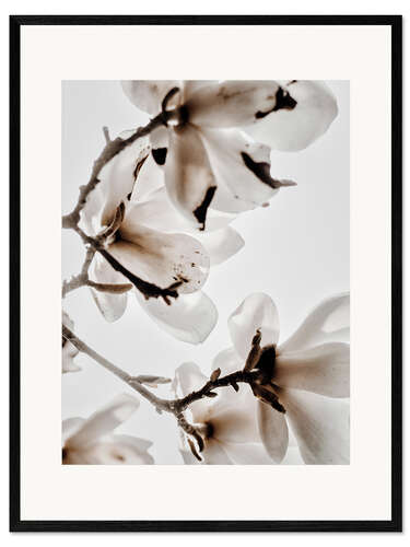 Impression artistique encadrée Magnolia blanc II
