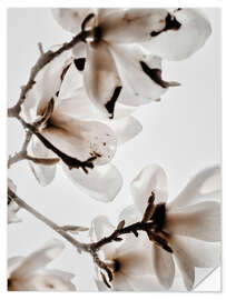 Wall sticker White magnolia II