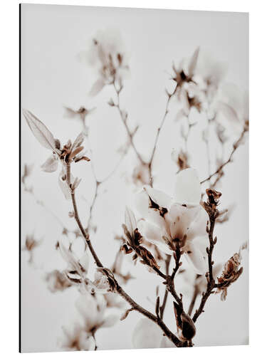 Tableau en aluminium Magnolia blanc I