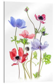 Stampa su plexi-alluminio Anemone De Caen