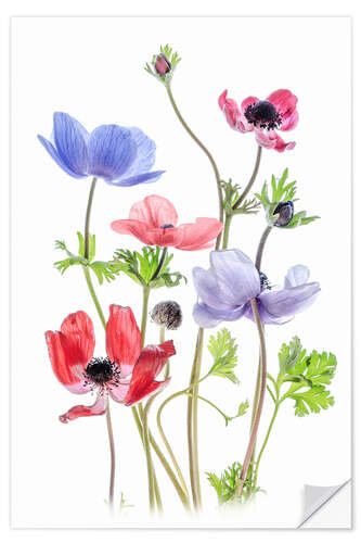 Wall sticker Anemone De Caen