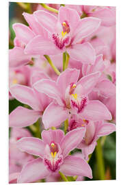 Foam board print Orchid I