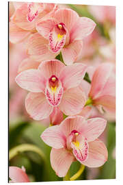 Alubild Orchidee II